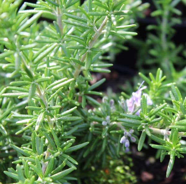 Rosemary officinalis Prostratus  x 3 Litre